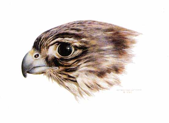 Reproductions of Carl Brenders Paintings Female Merlin Study Reproductions of Carl Brenders Paintings Female Merlin Study